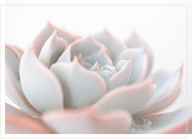 soft green and pink succulent with thin offset frame